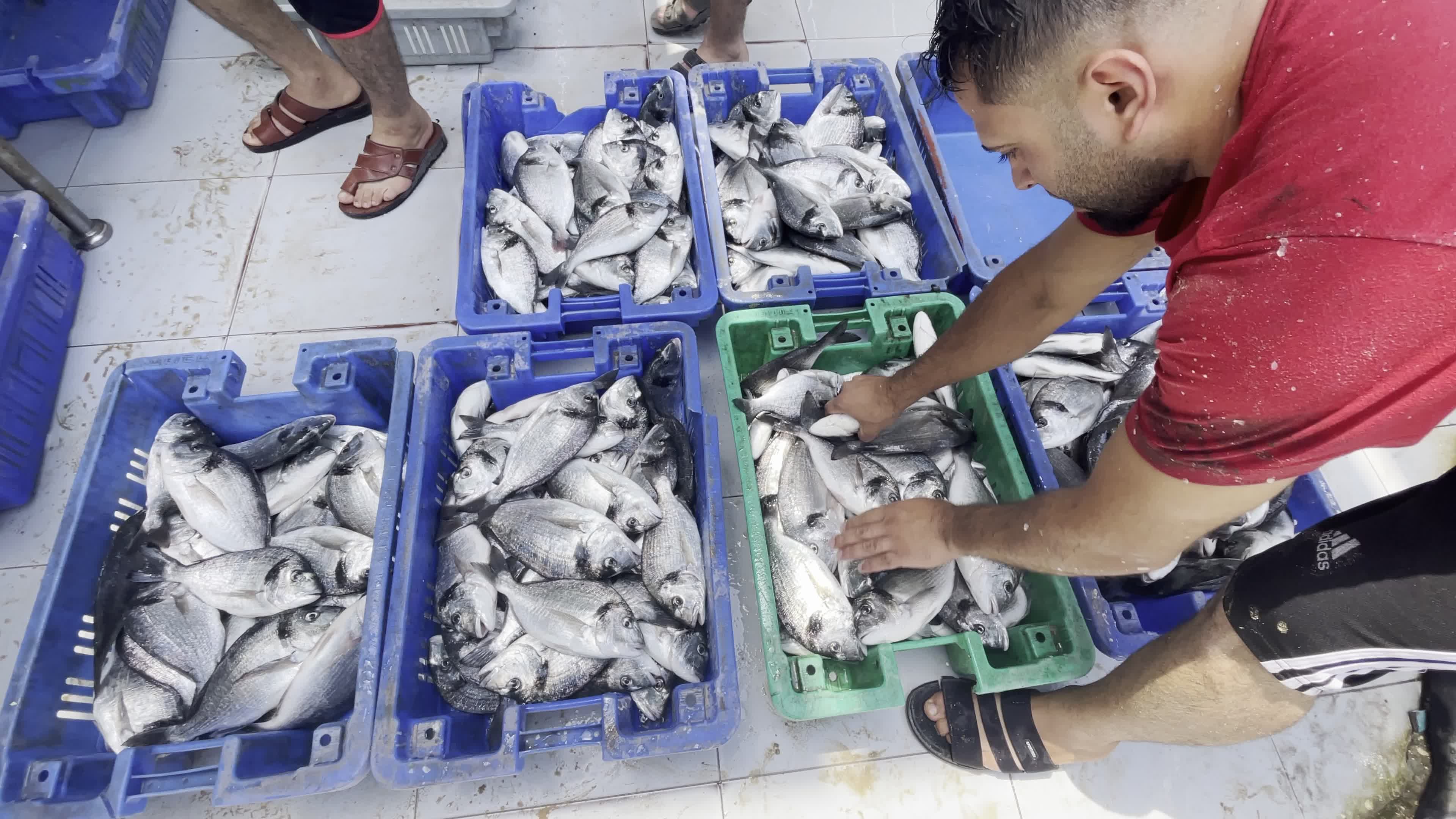 Fishing Market In Gaza, Palestine