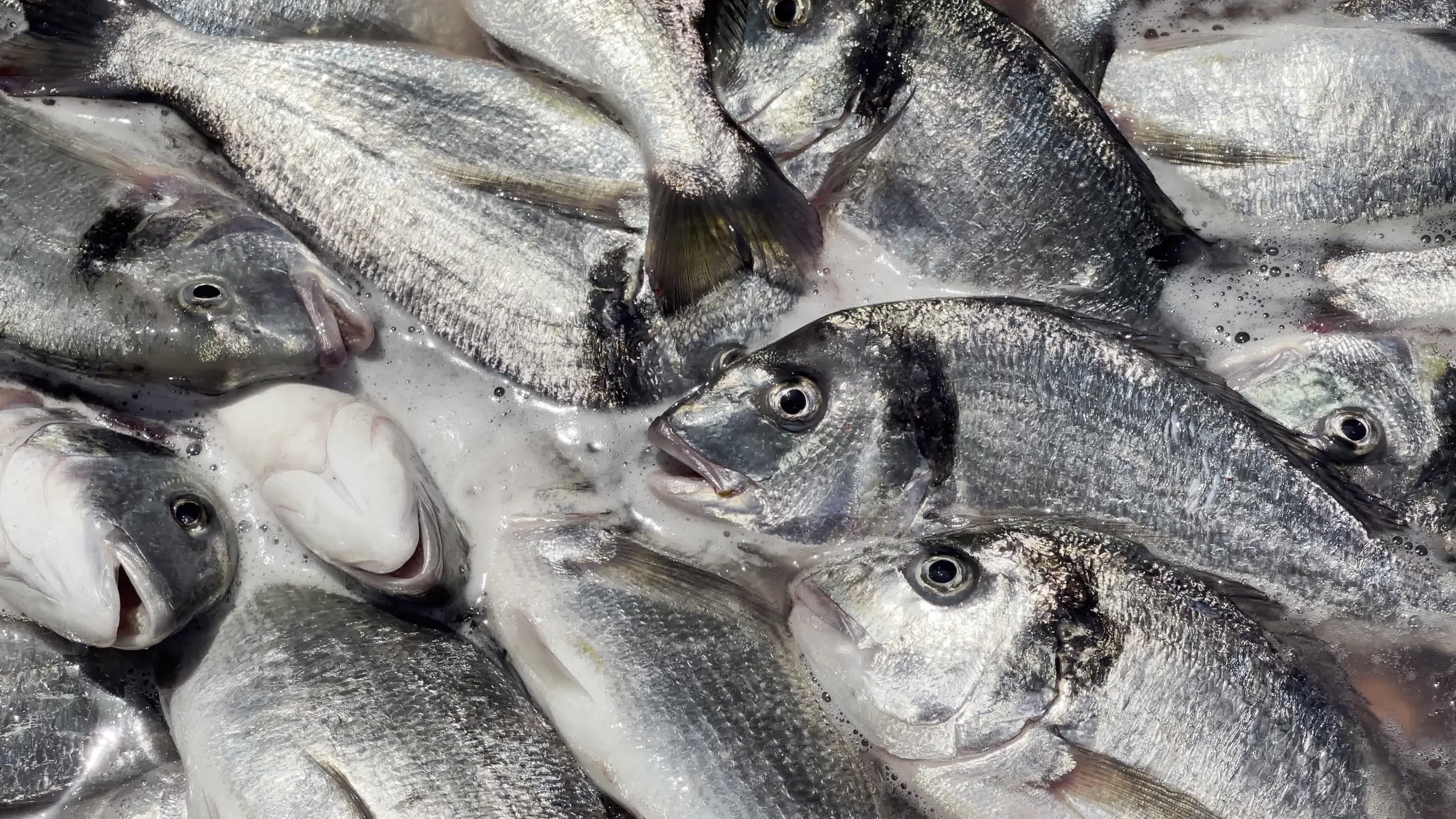 Fishing Market In Gaza, Palestine