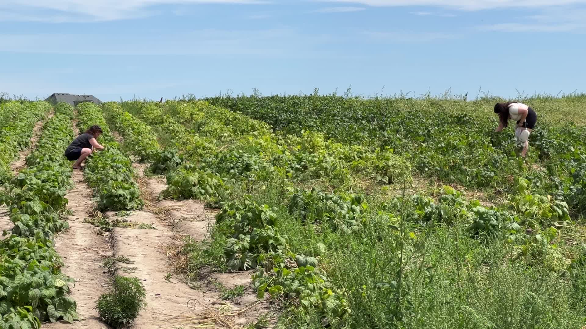 Bean picking in Canada