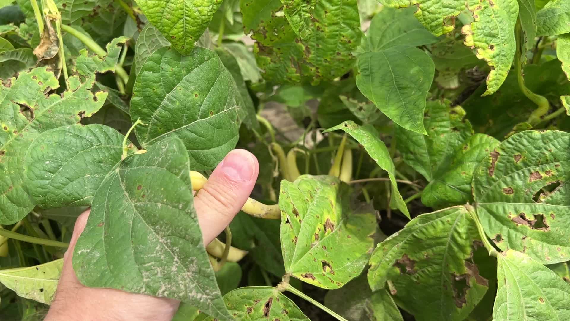 Bean picking in Canada