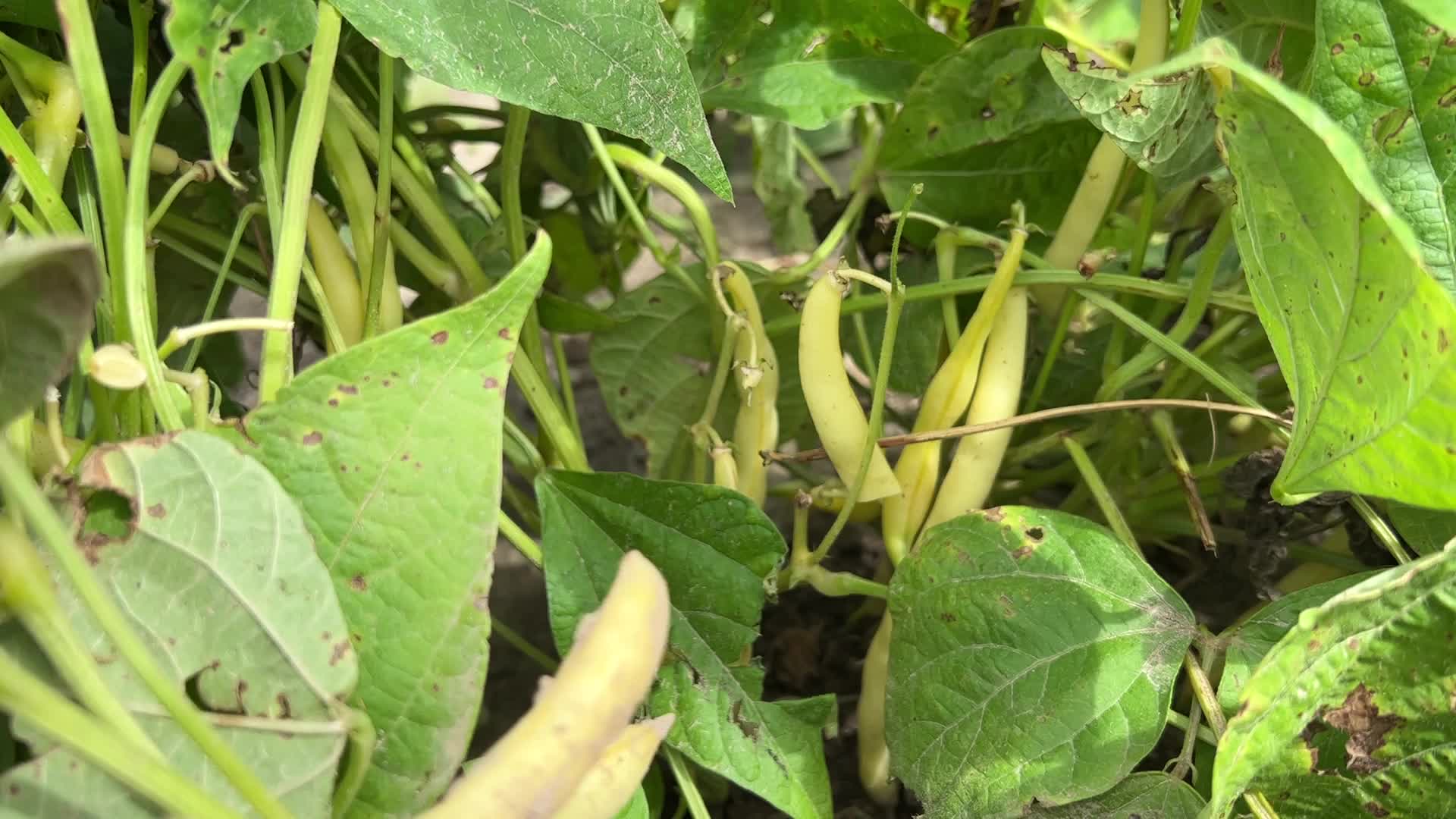 Bean picking in Canada