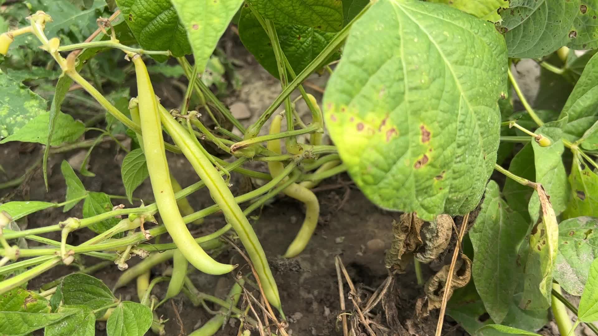 Bean picking in Canada