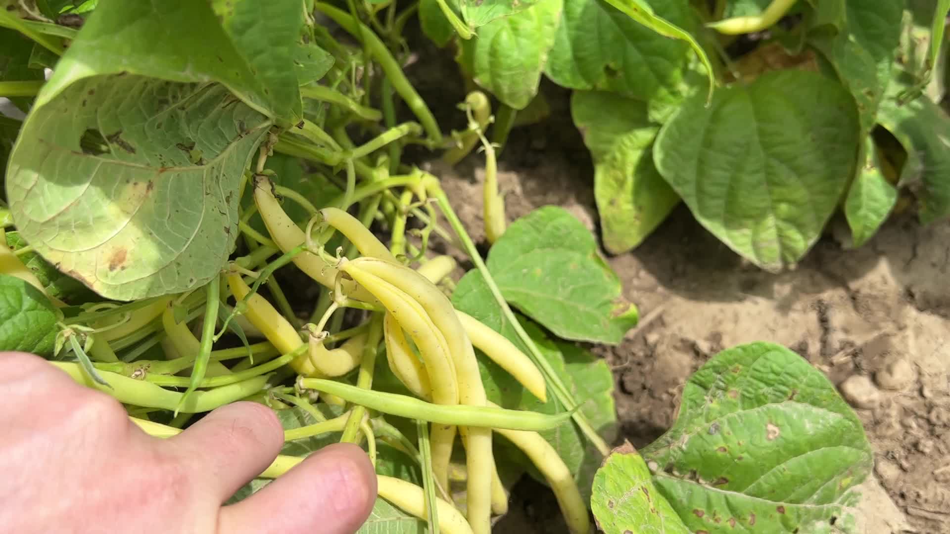 Bean picking in Canada