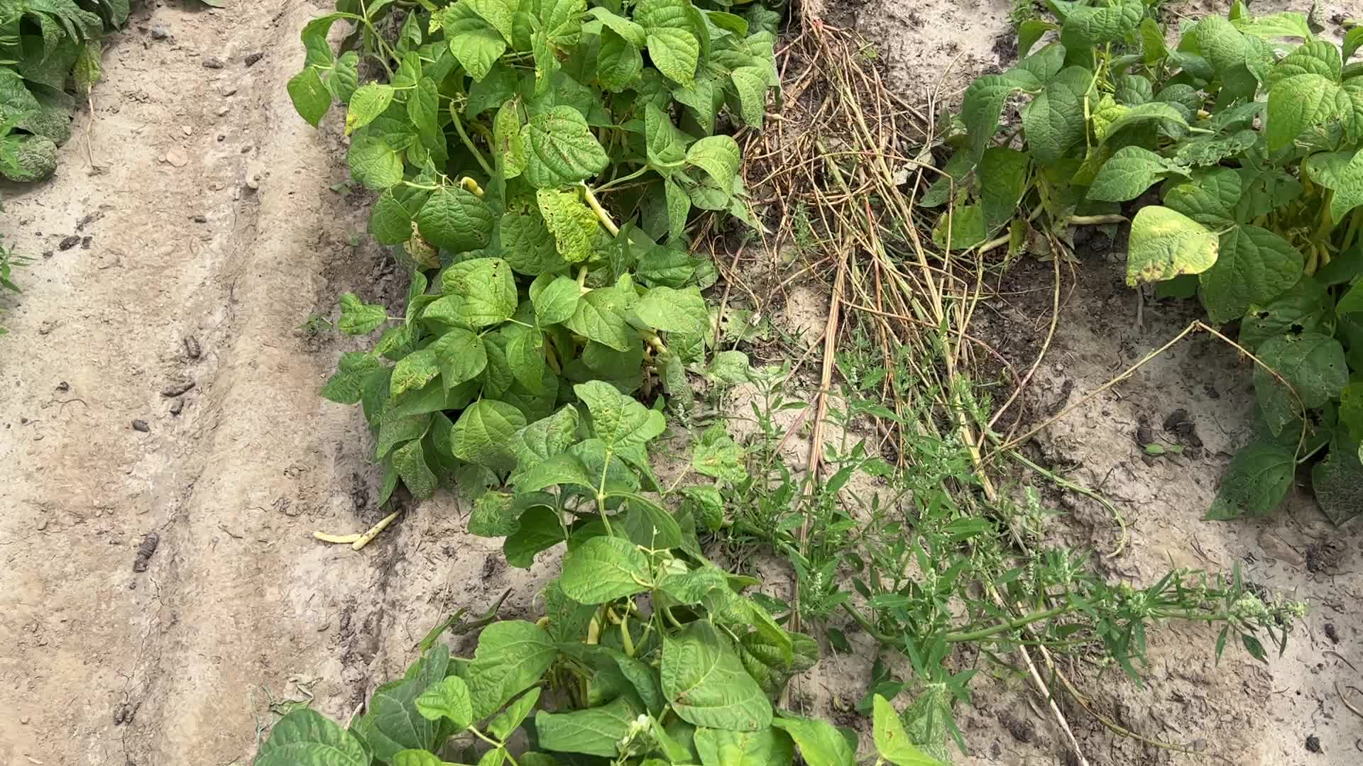 Bean picking in Canada