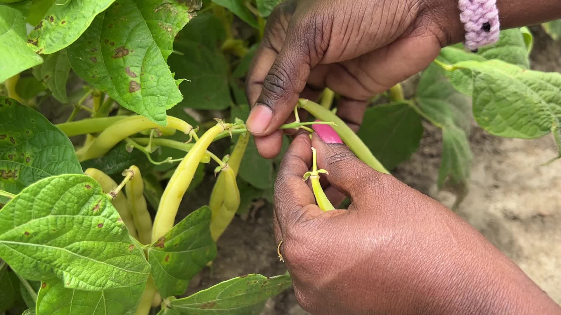Bean picking in Canada