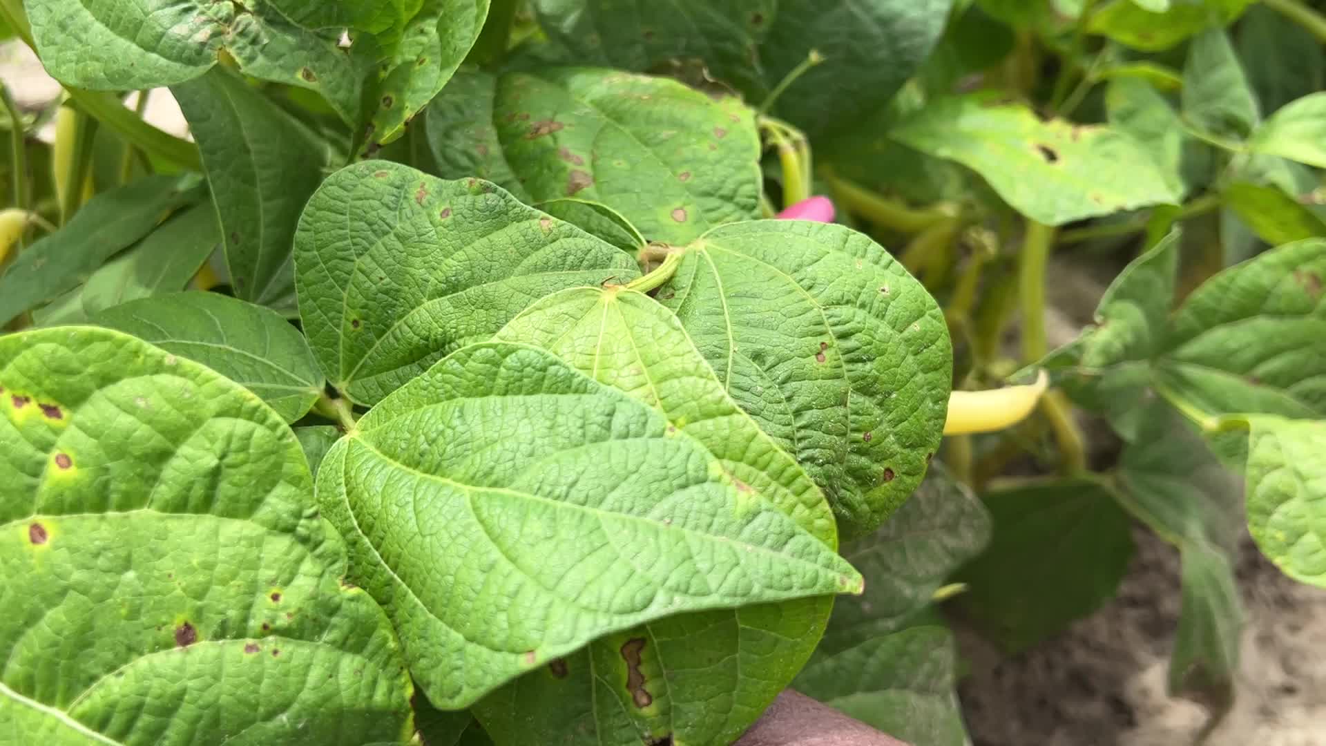 Bean picking in Canada