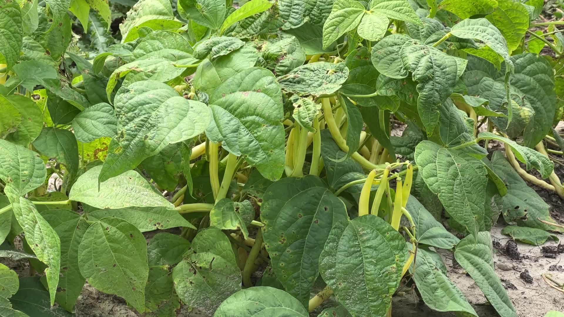 Bean picking in Canada