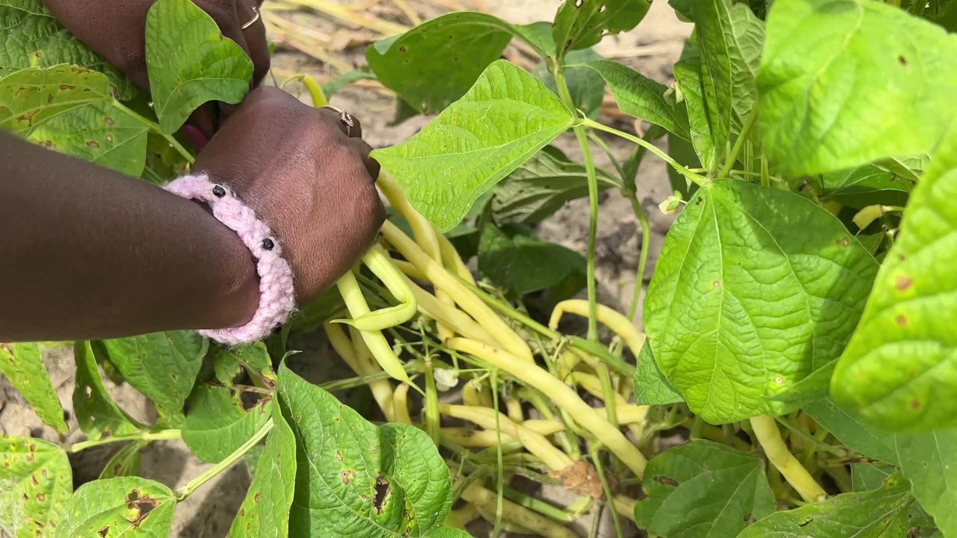 Bean picking in Canada