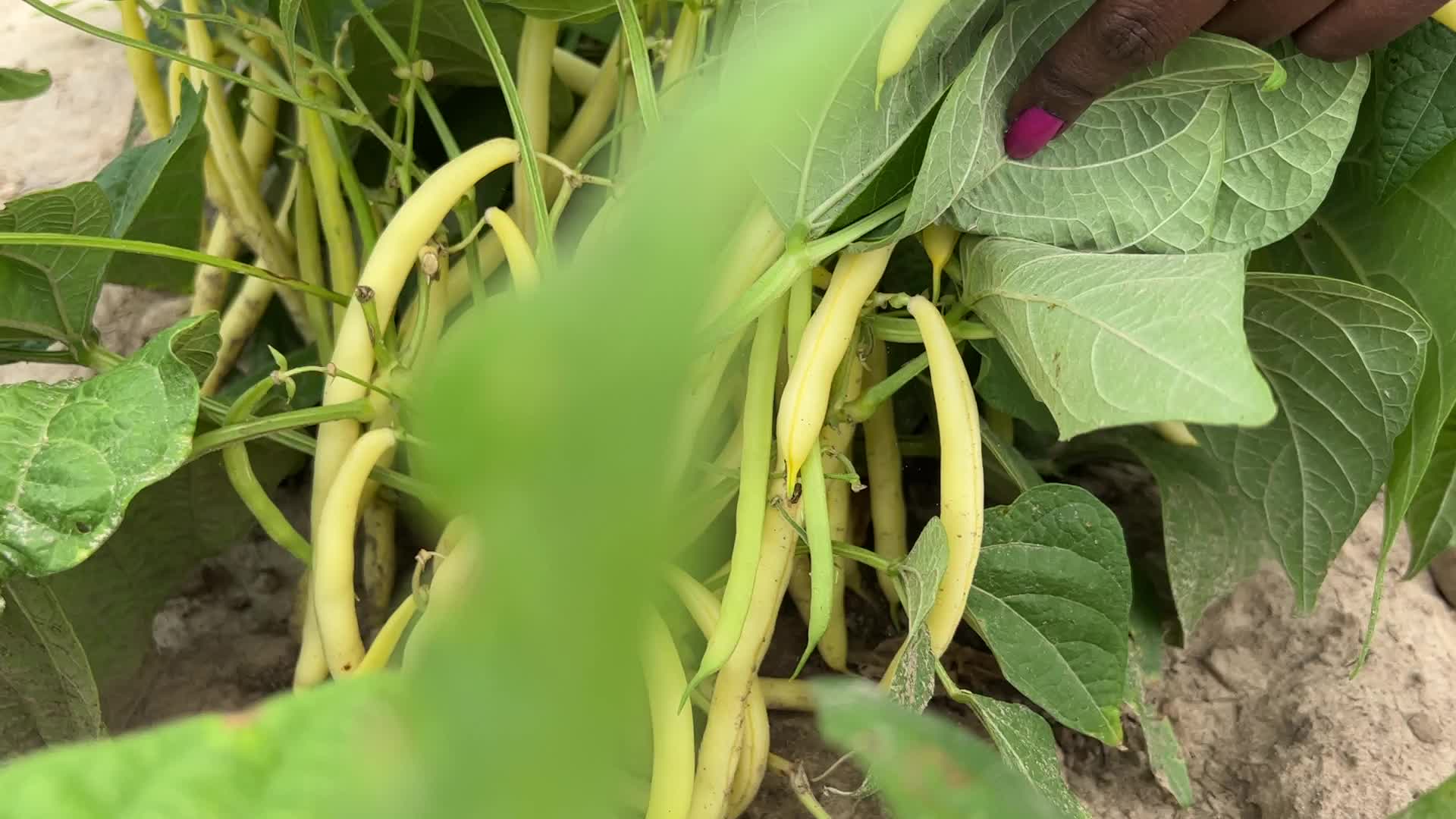 Bean picking in Canada