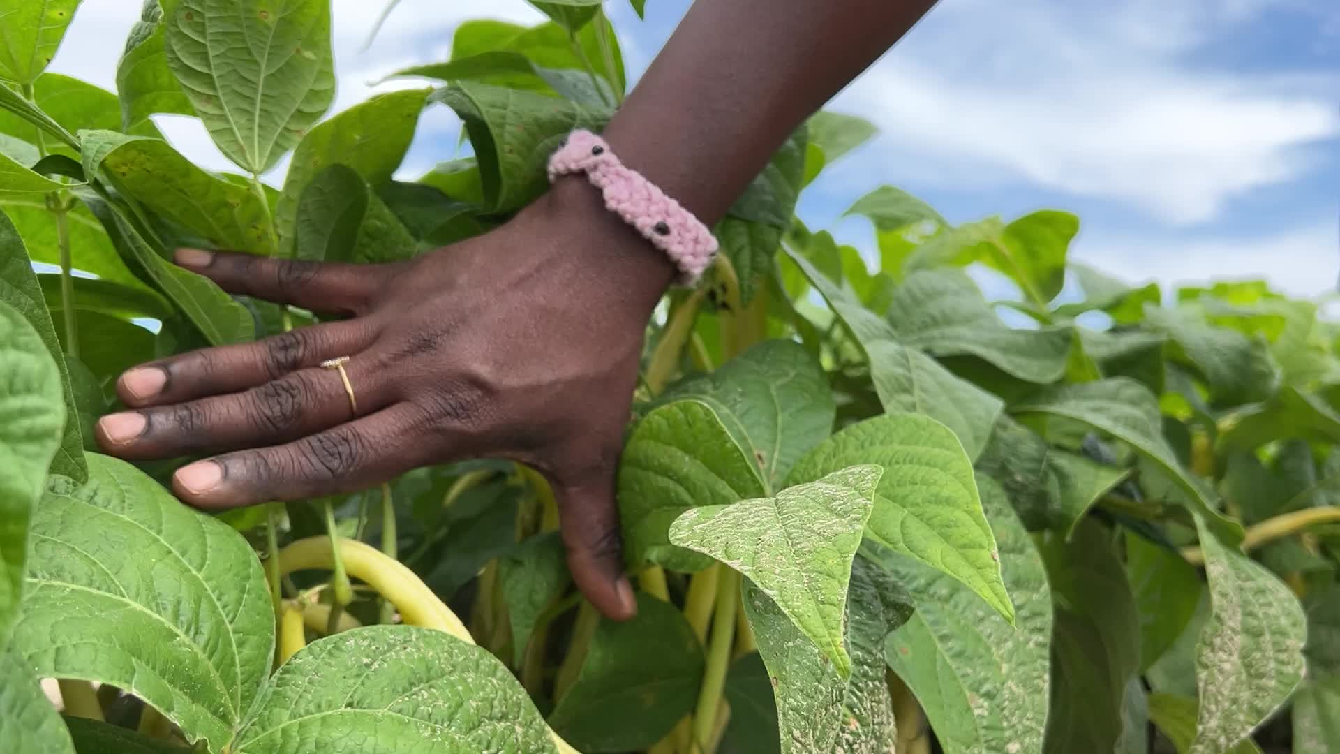 Bean picking in Canada