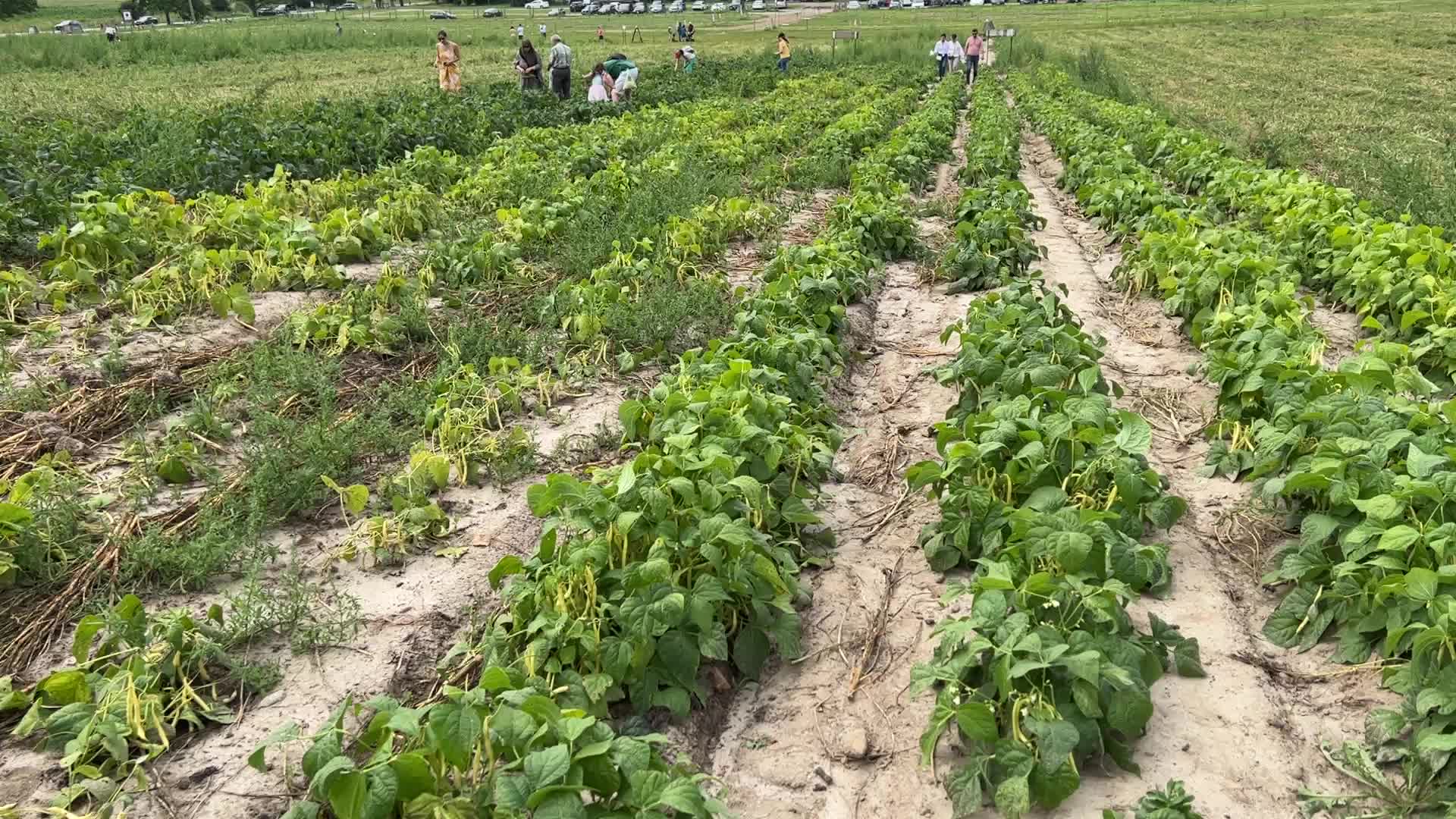 Bean picking in Canada