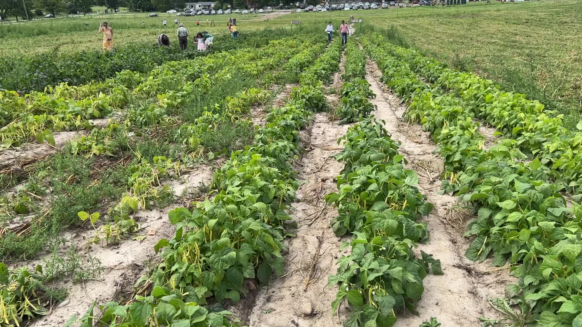 Bean picking in Canada