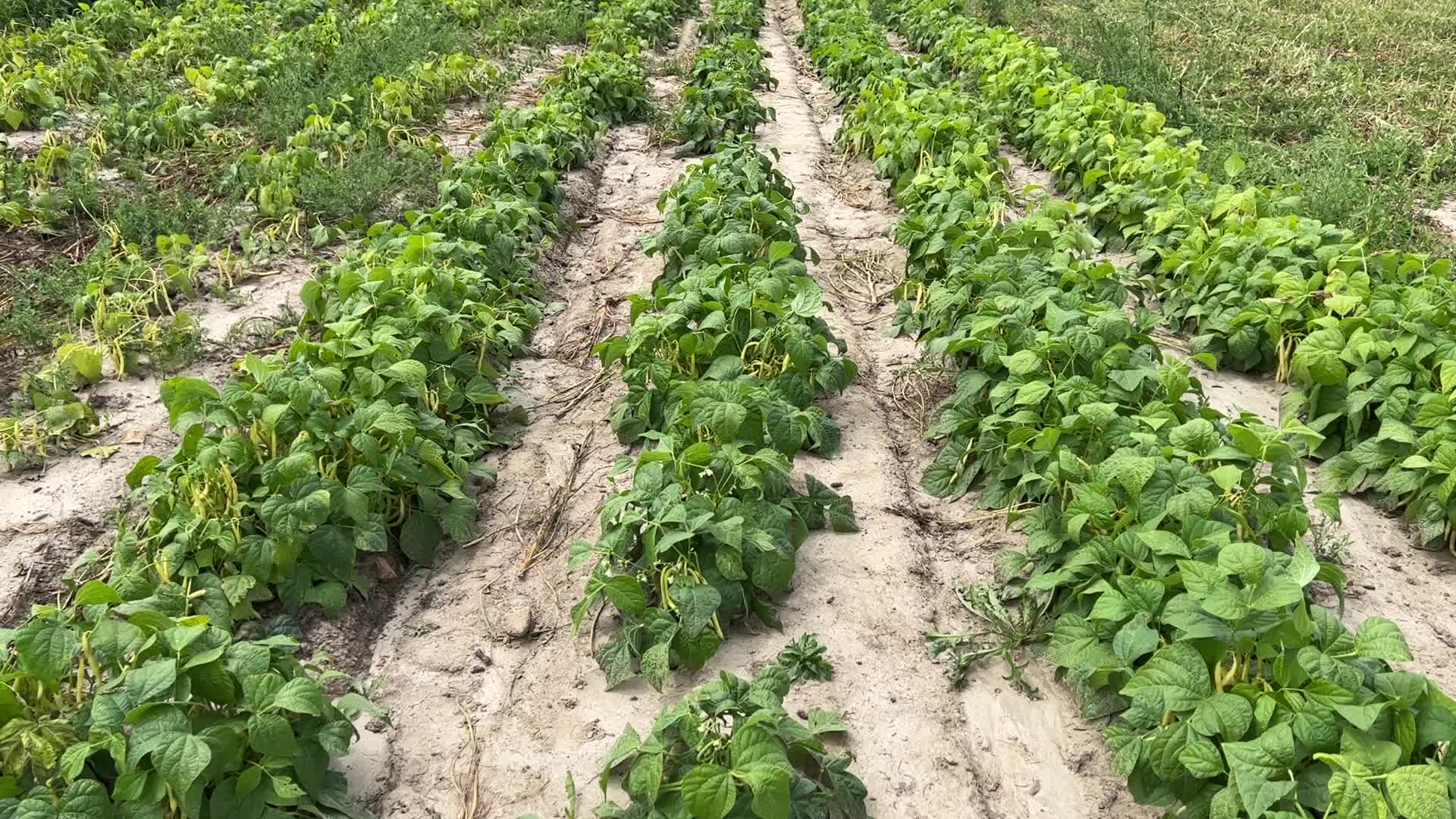 Bean picking in Canada