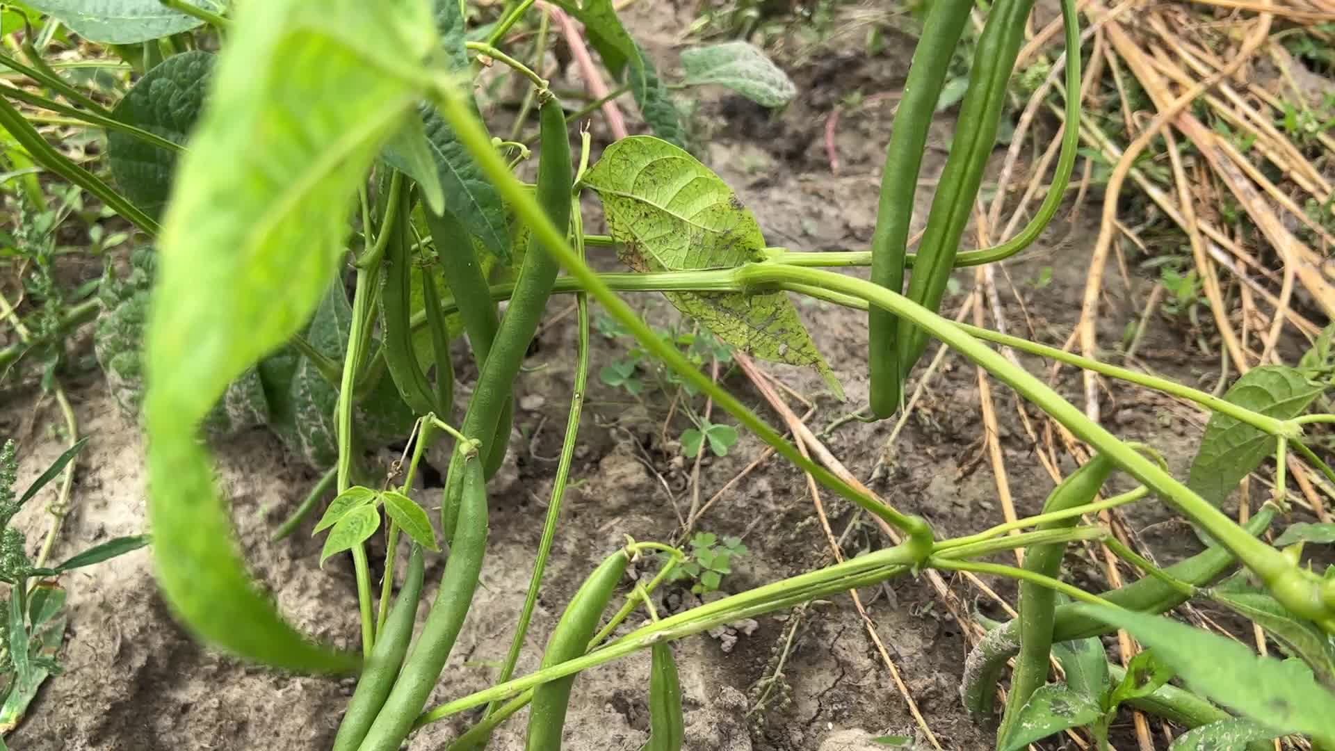 Bean picking in Canada