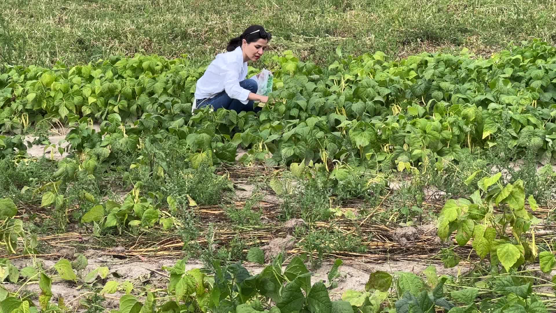 Bean picking in Canada