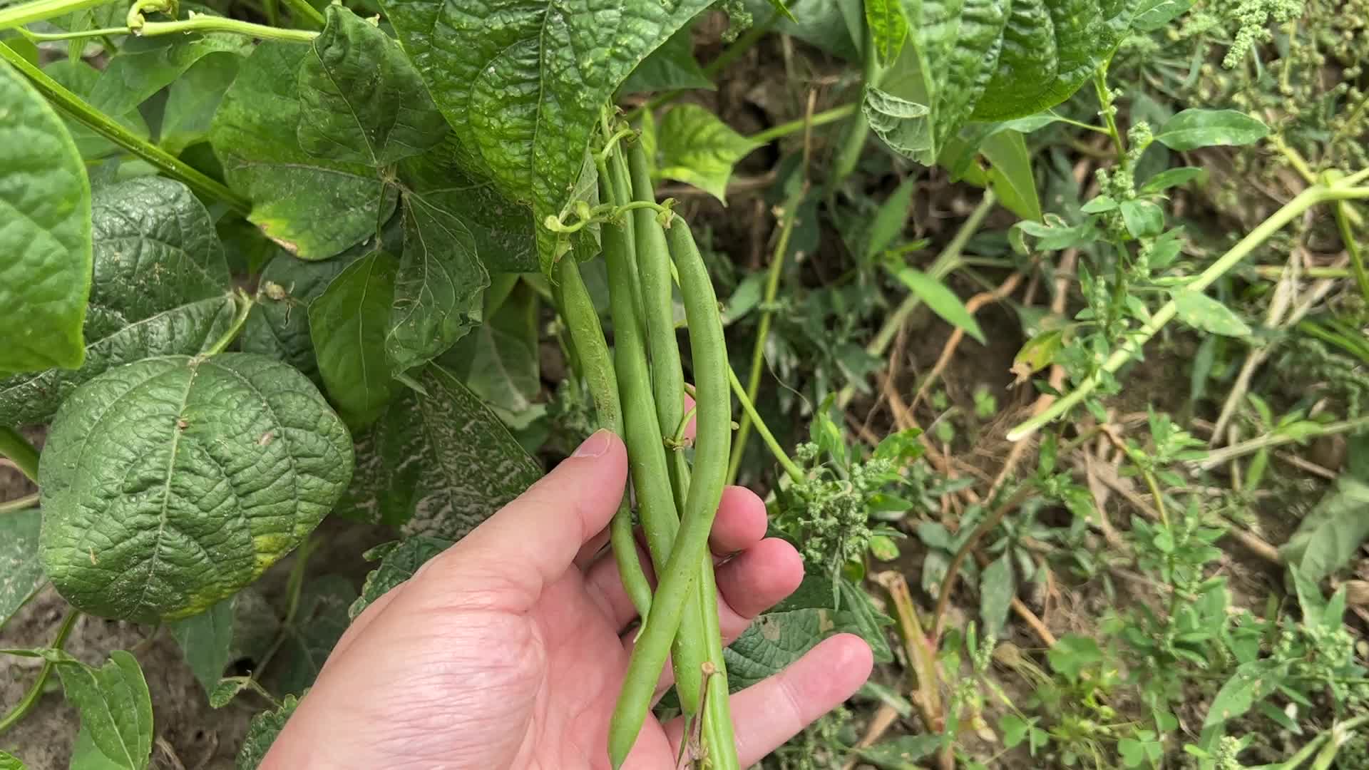 Bean picking in Canada