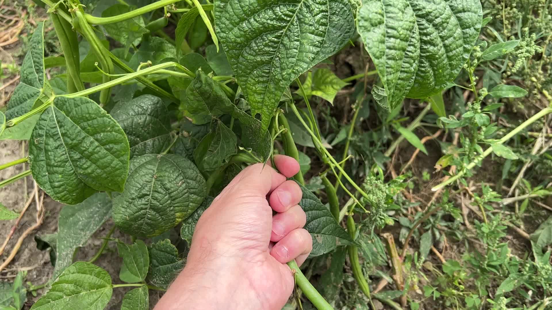 Bean picking in Canada