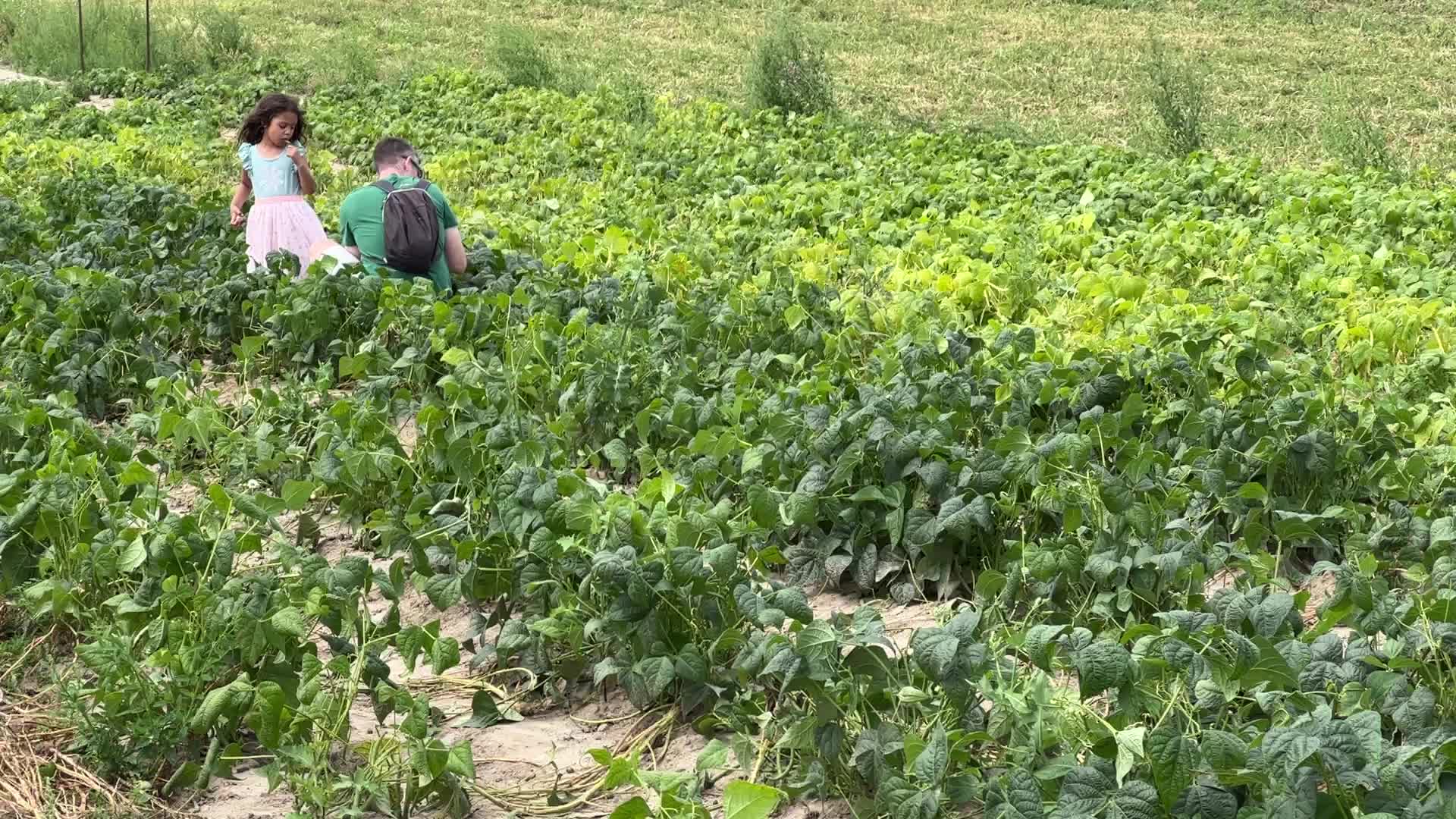Bean picking in Canada
