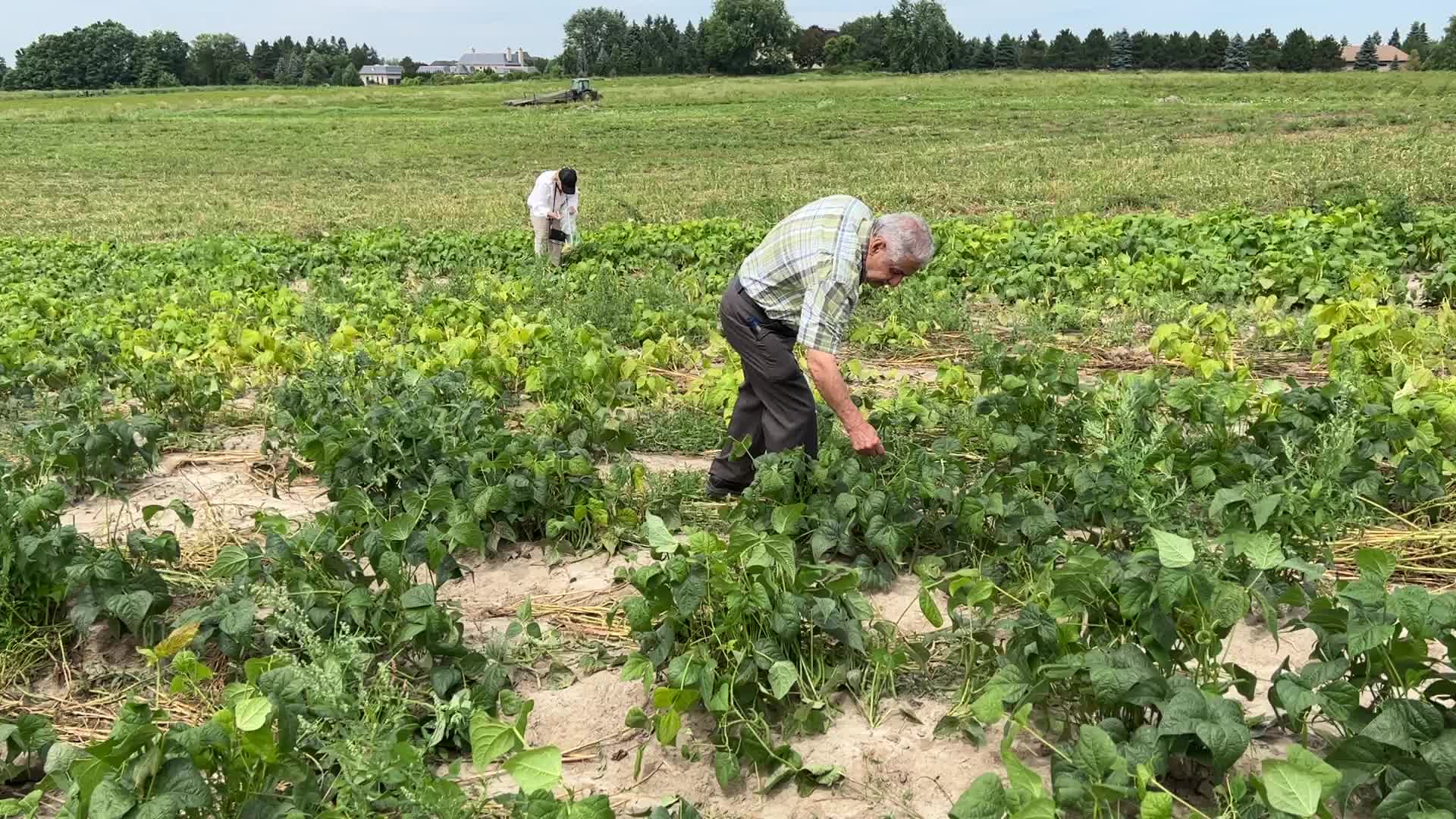 Bean picking in Canada