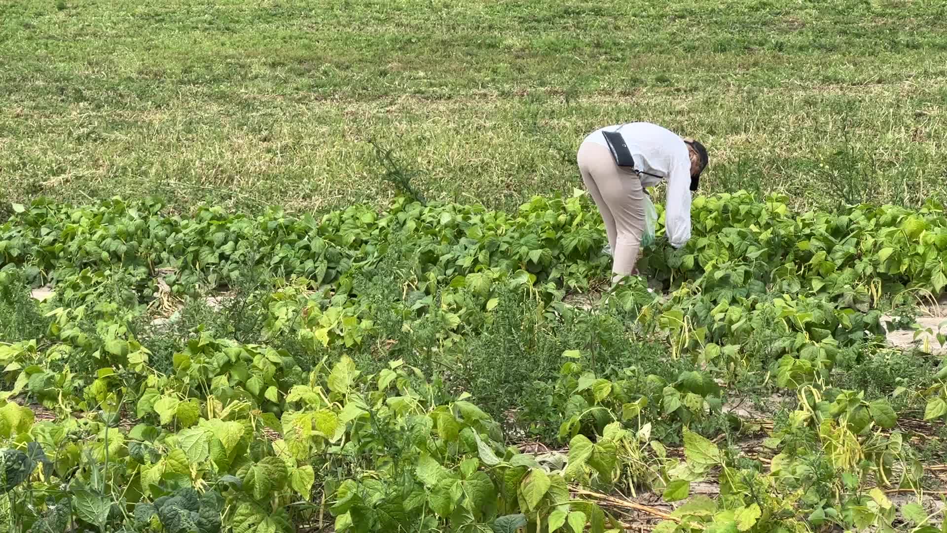 Bean picking in Canada