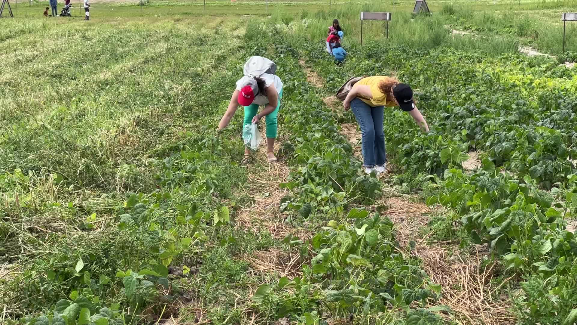 Bean picking in Canada