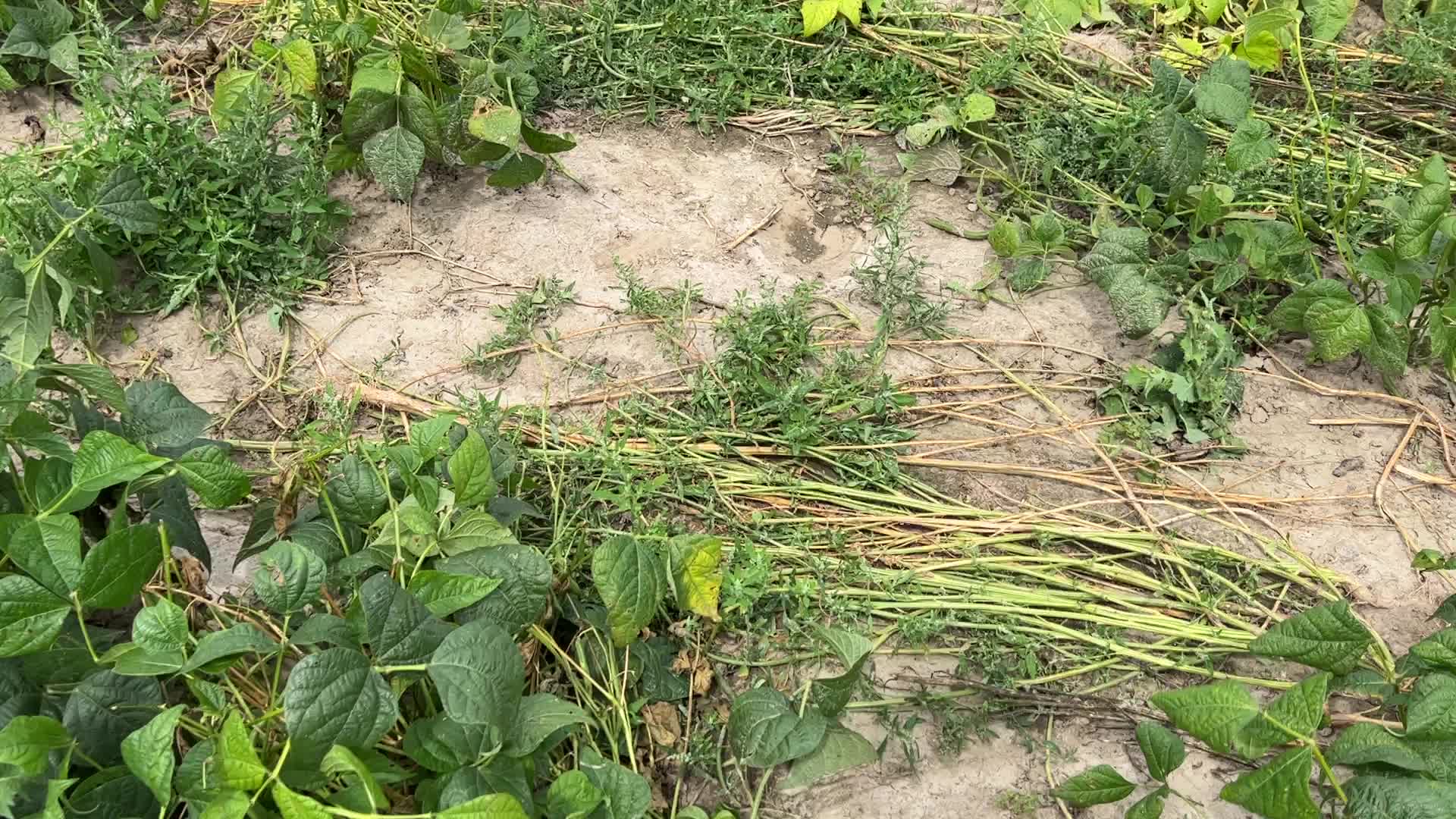Bean picking in Canada