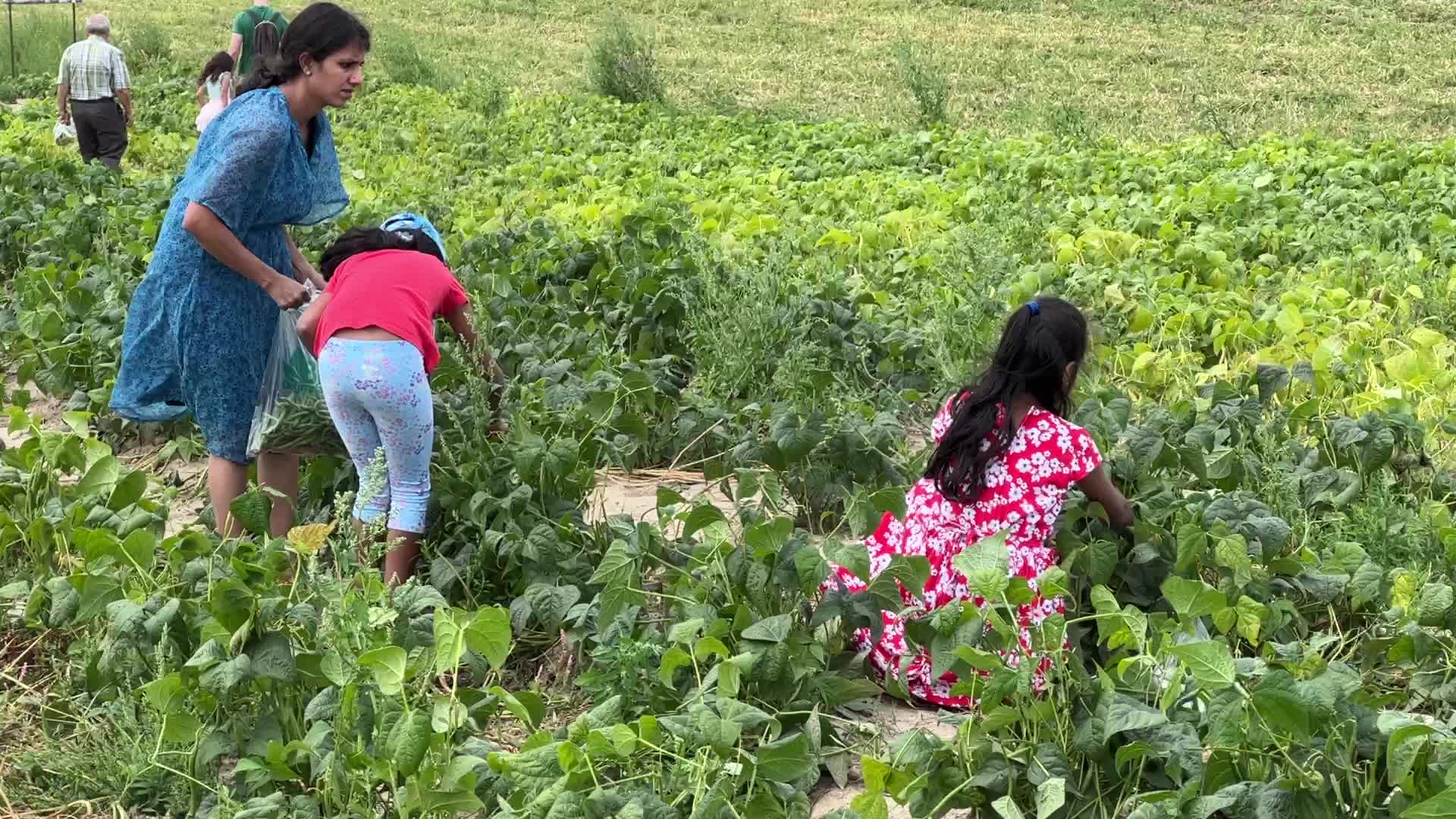 Bean picking in Canada