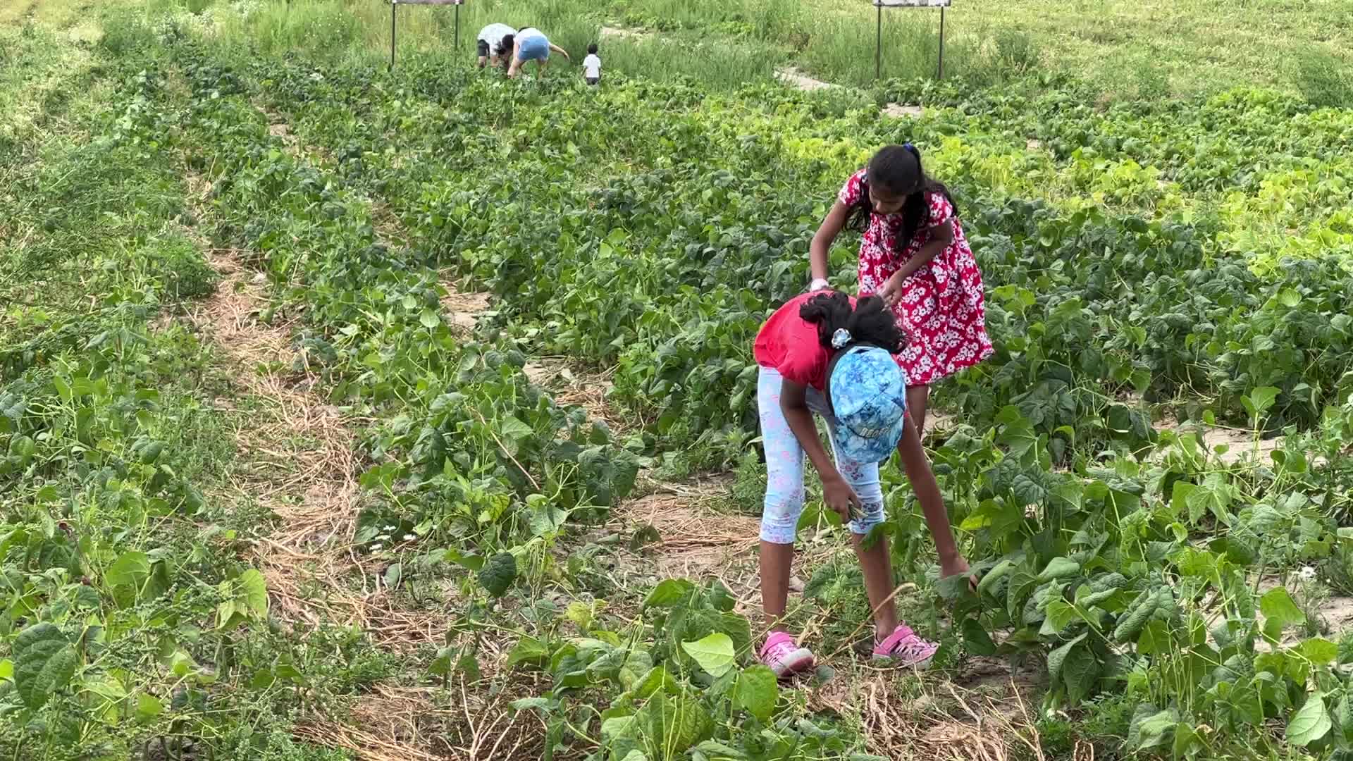 Bean picking in Canada