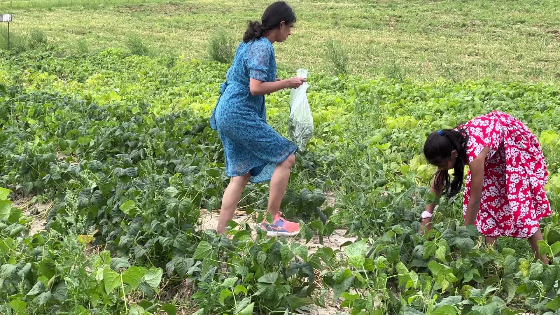Bean picking in Canada
