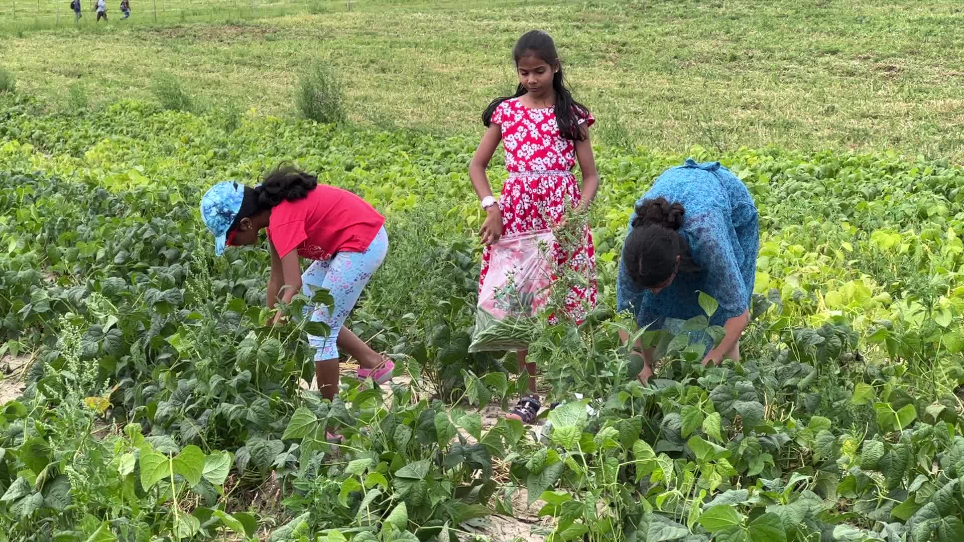 Bean picking in Canada