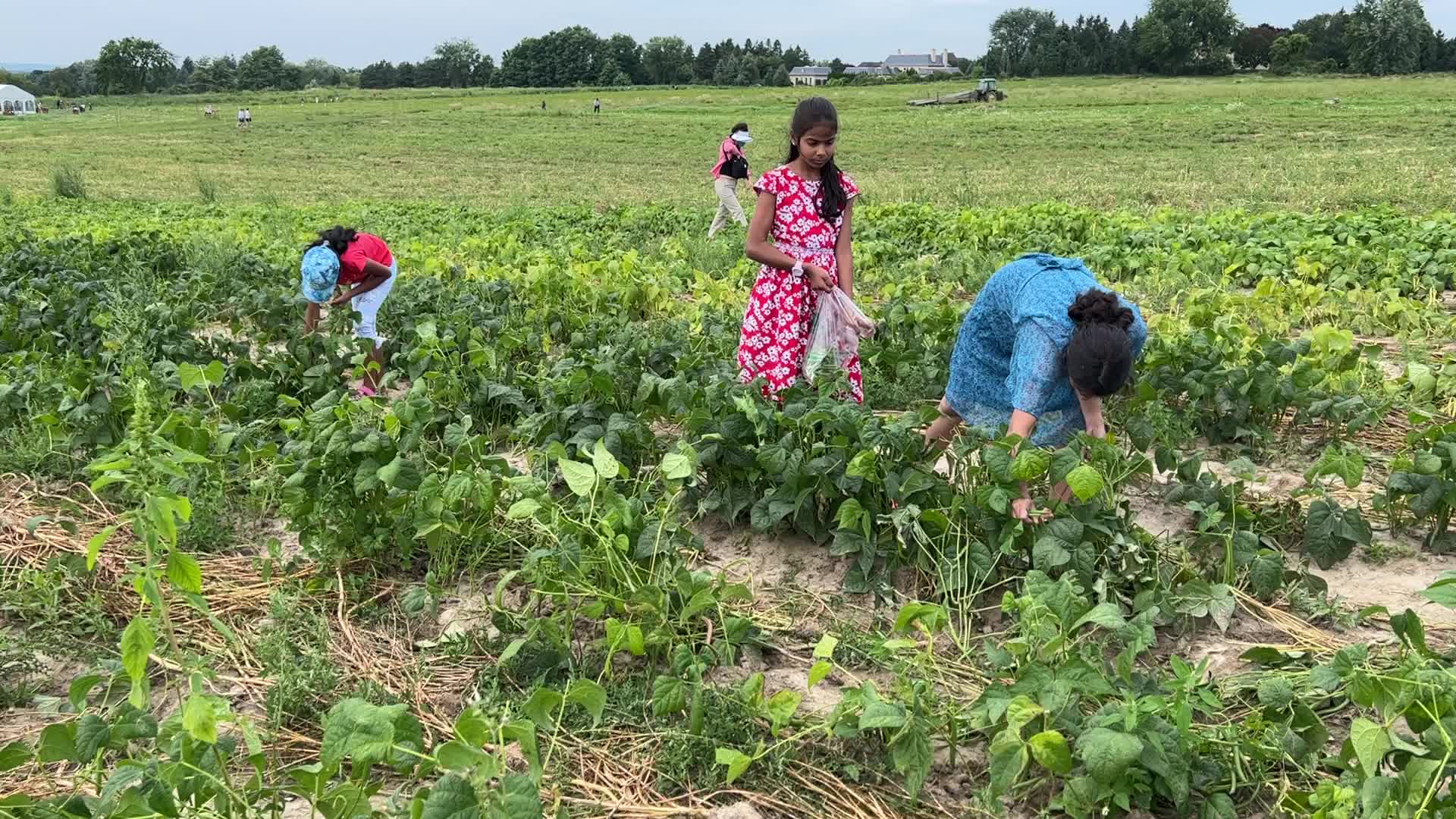 Bean picking in Canada