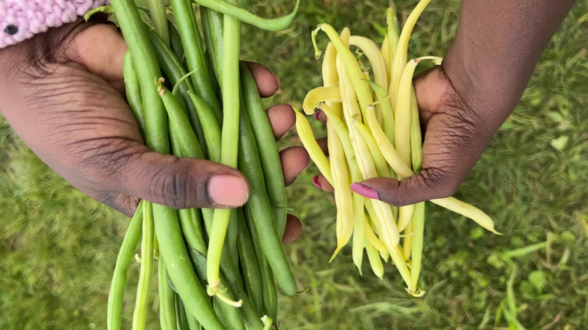 Bean picking in Canada