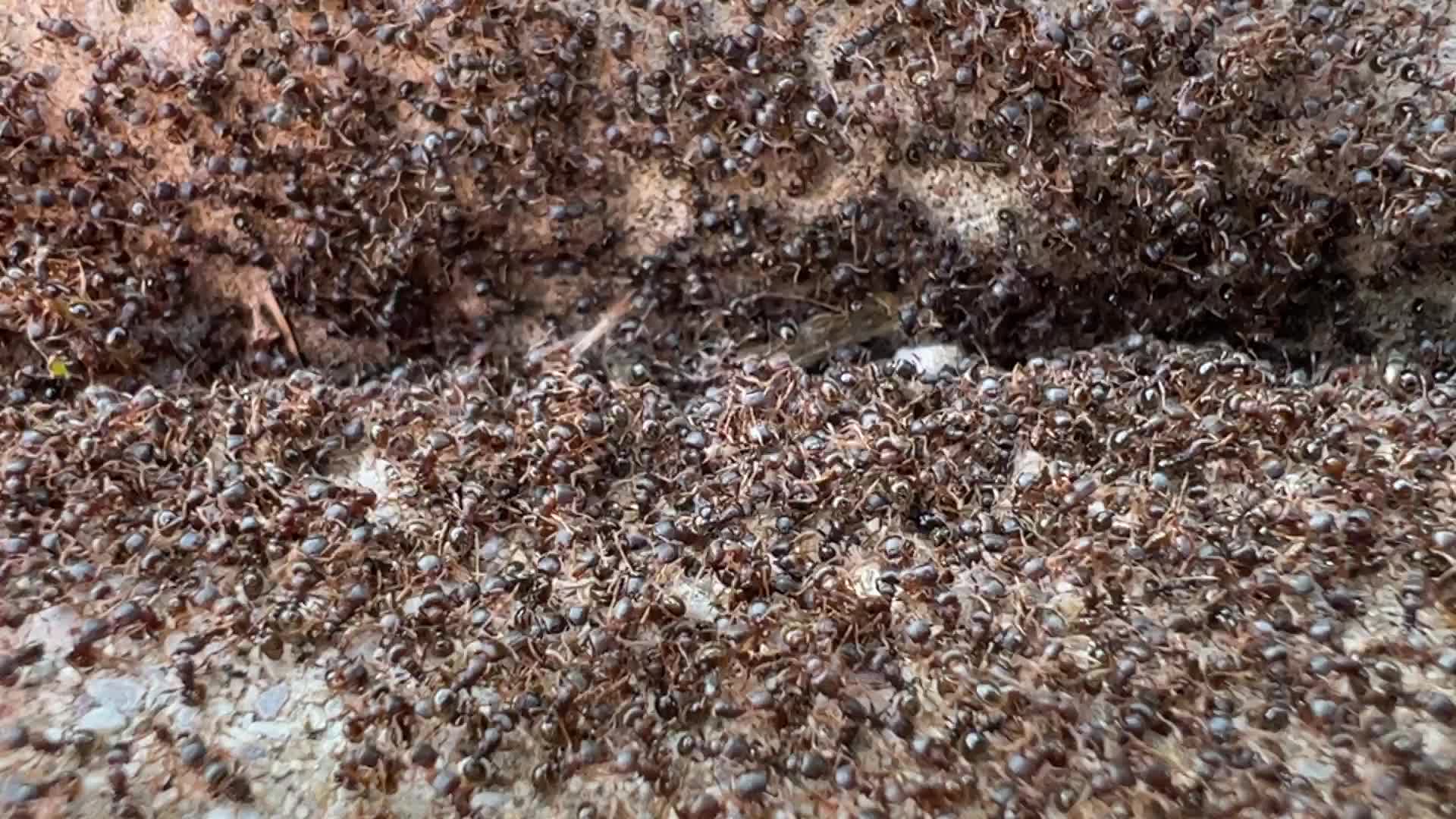 Thousands of ants