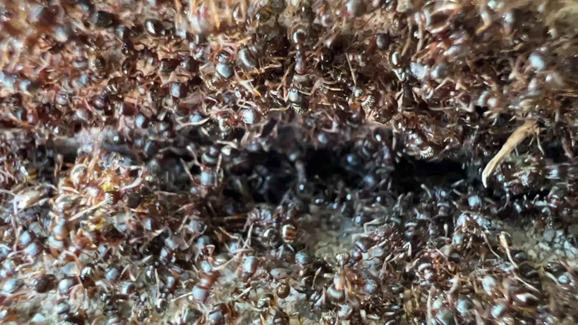 Thousands of ants