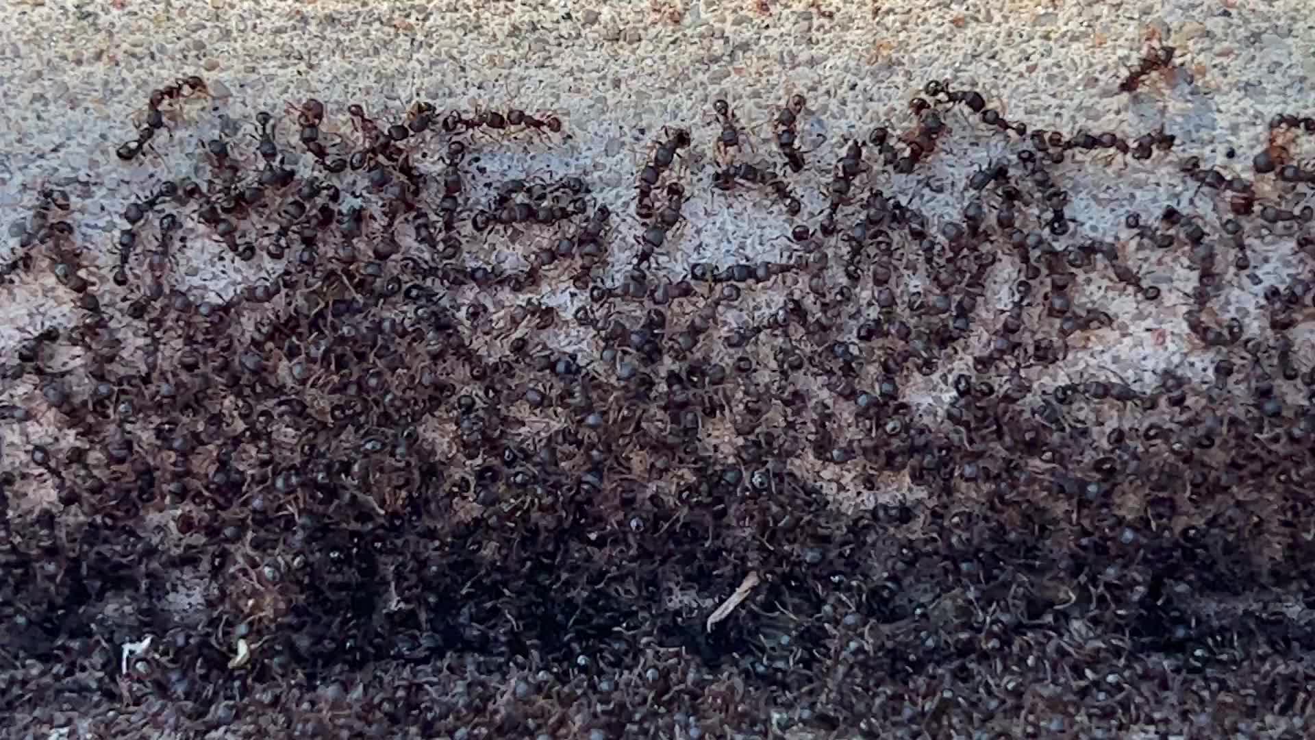 Thousands of ants