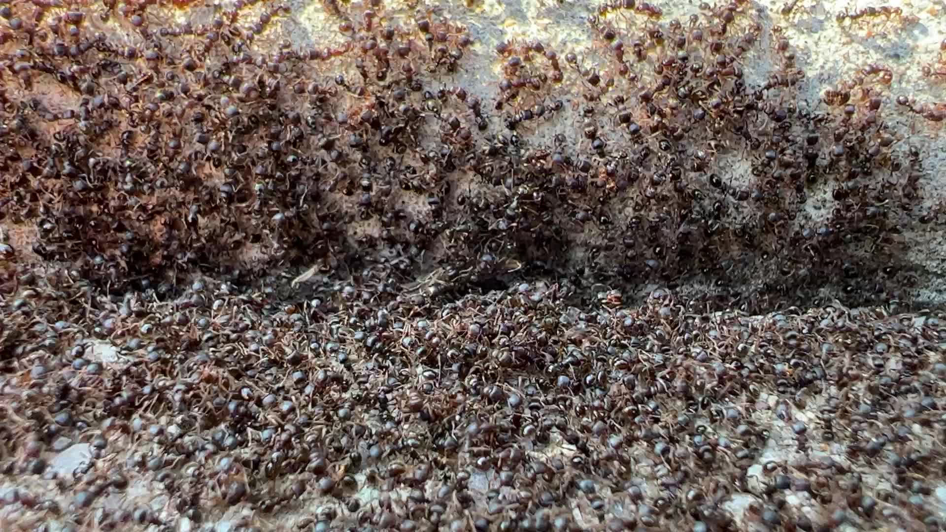 Thousands of ants