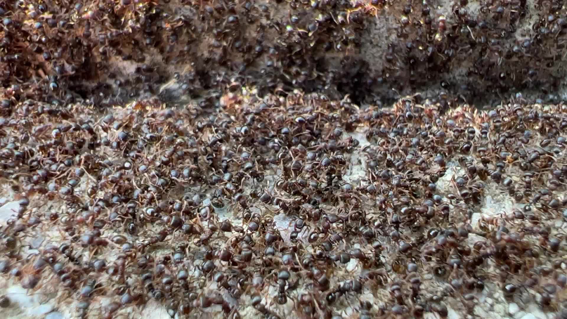 Thousands of ants