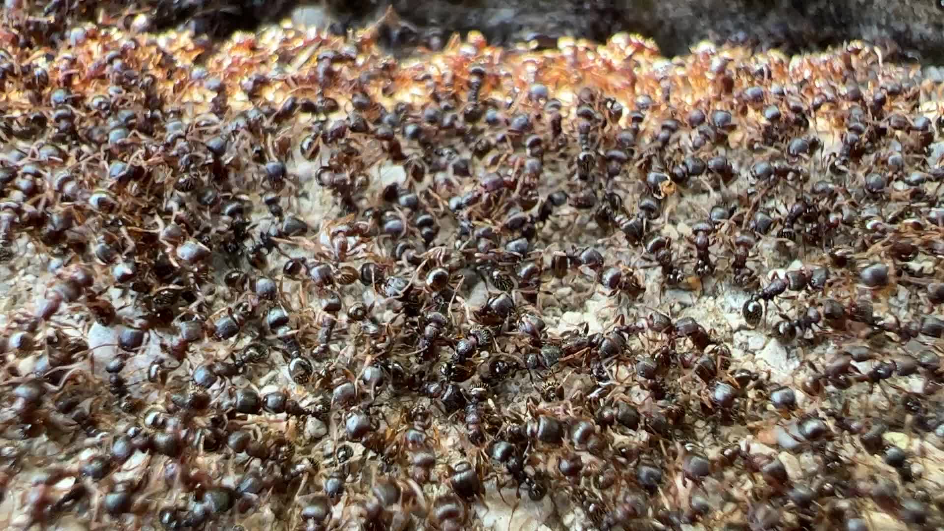 Thousands of ants
