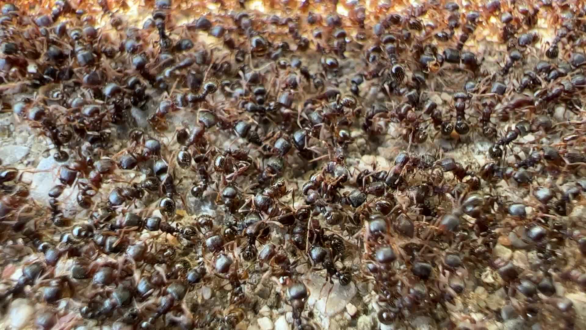 Thousands of ants