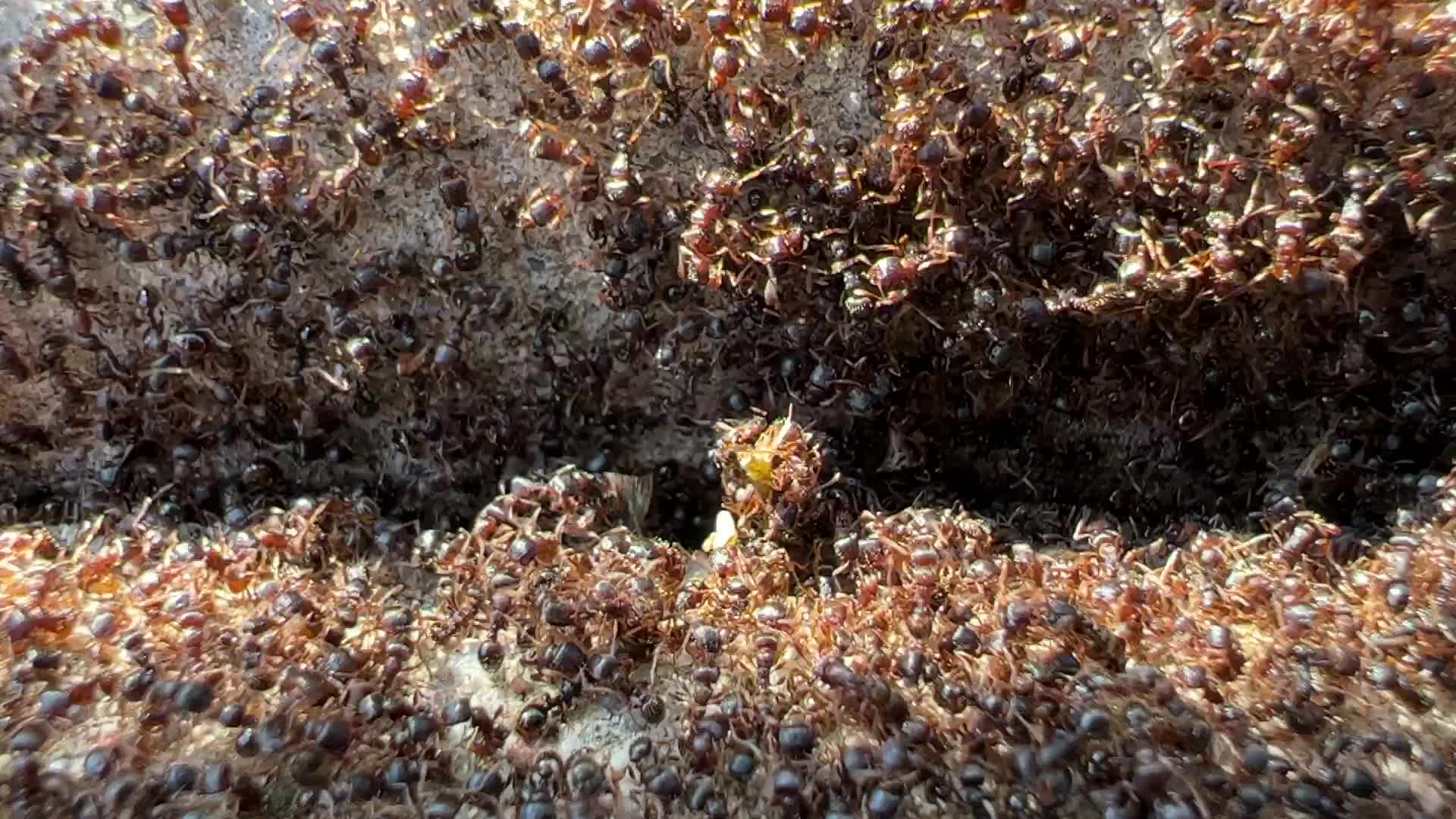 Thousands of ants