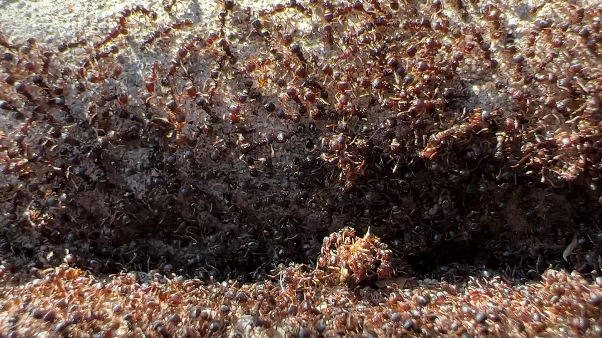 Thousands of ants