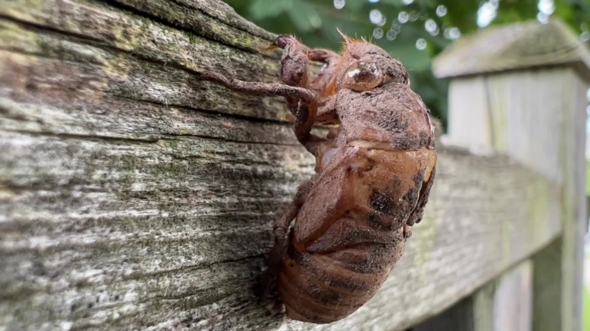 Dog-day cicada