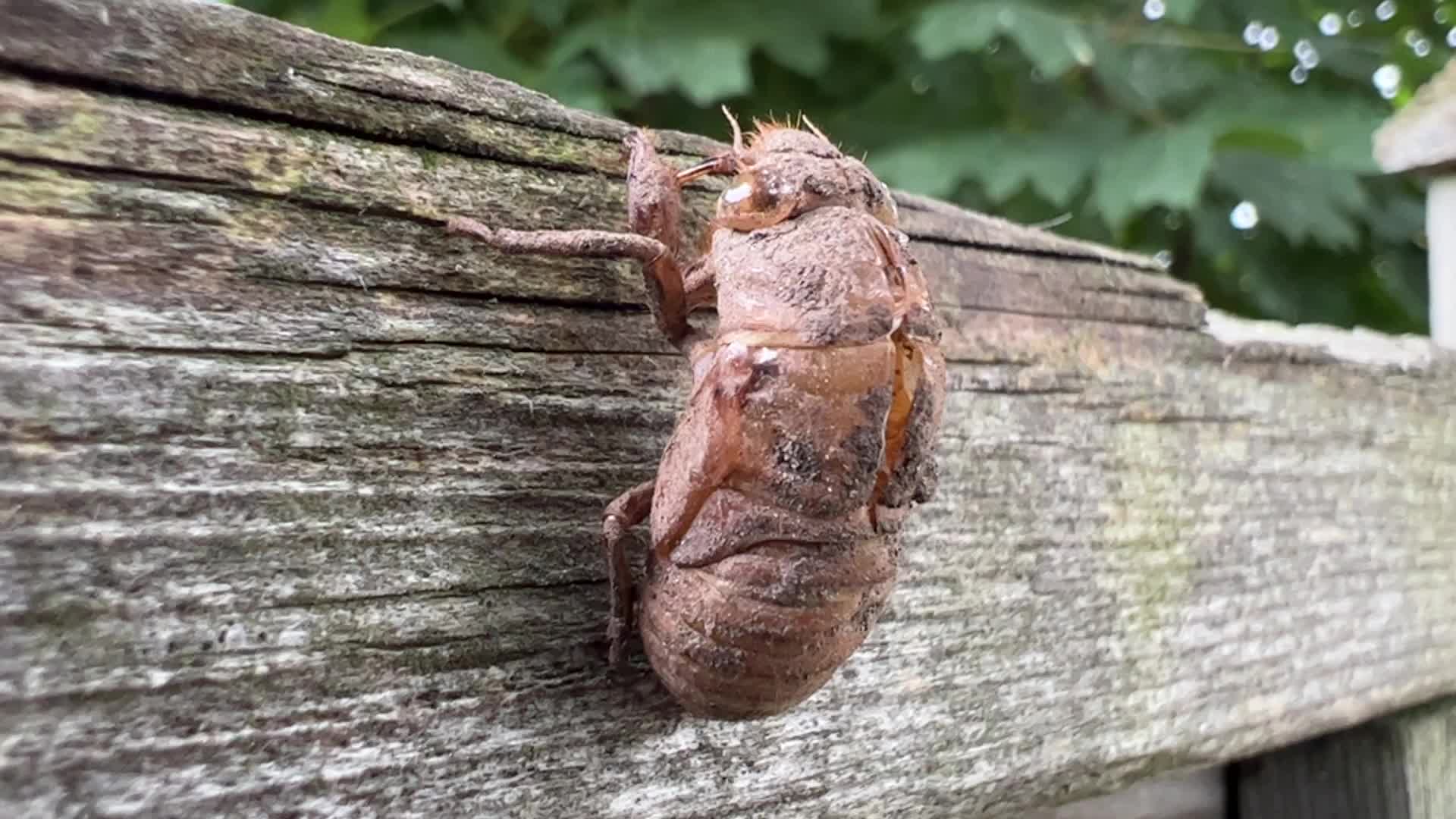 Dog-day cicada