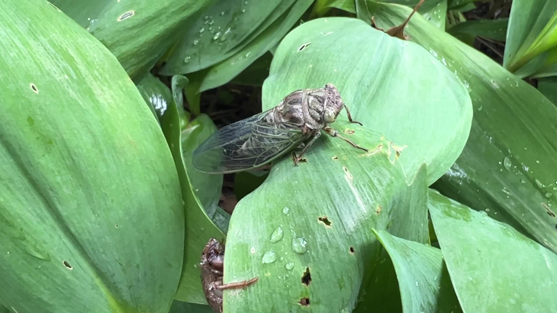 Dog-day cicada