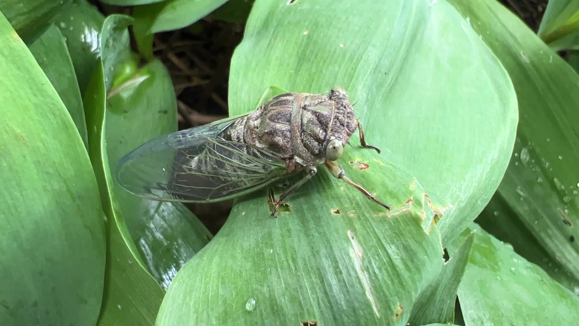 Dog-day cicada