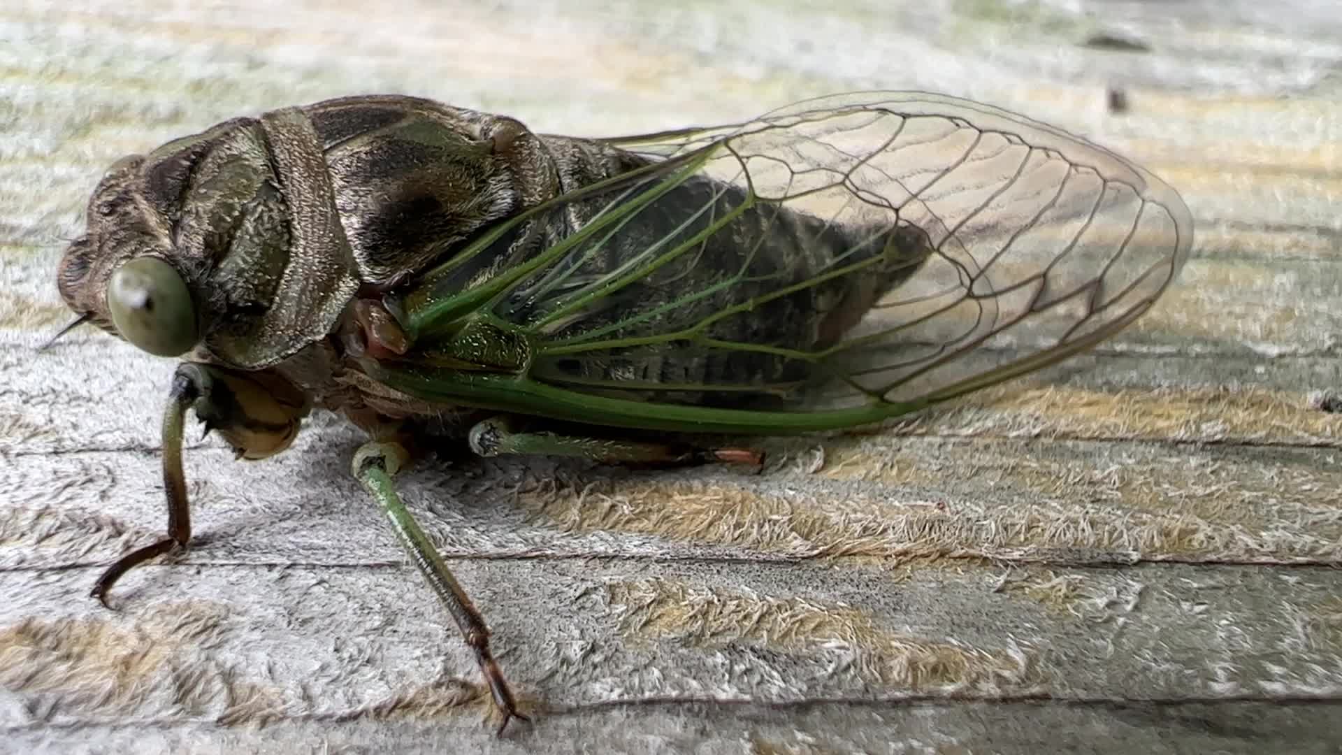 Dog-day cicada