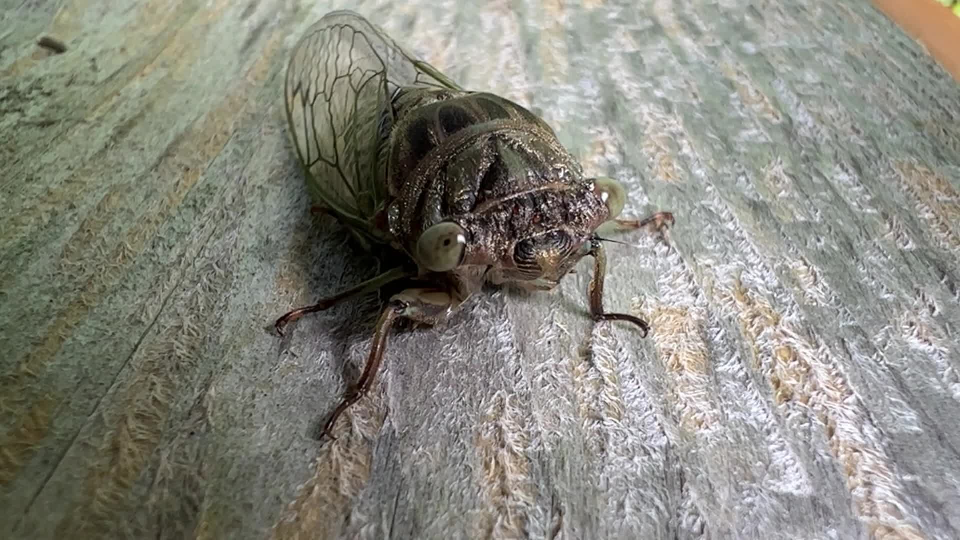 Dog-day cicada