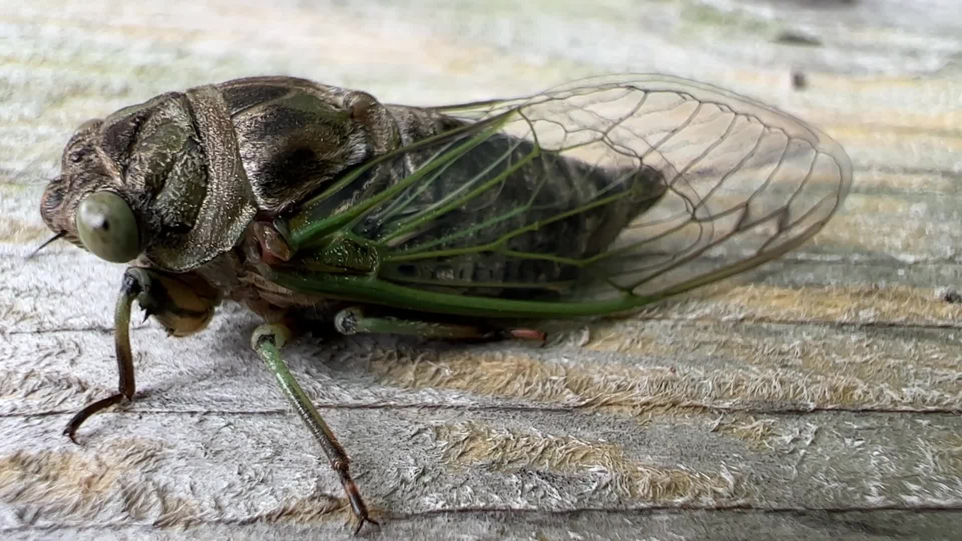 Dog-day cicada