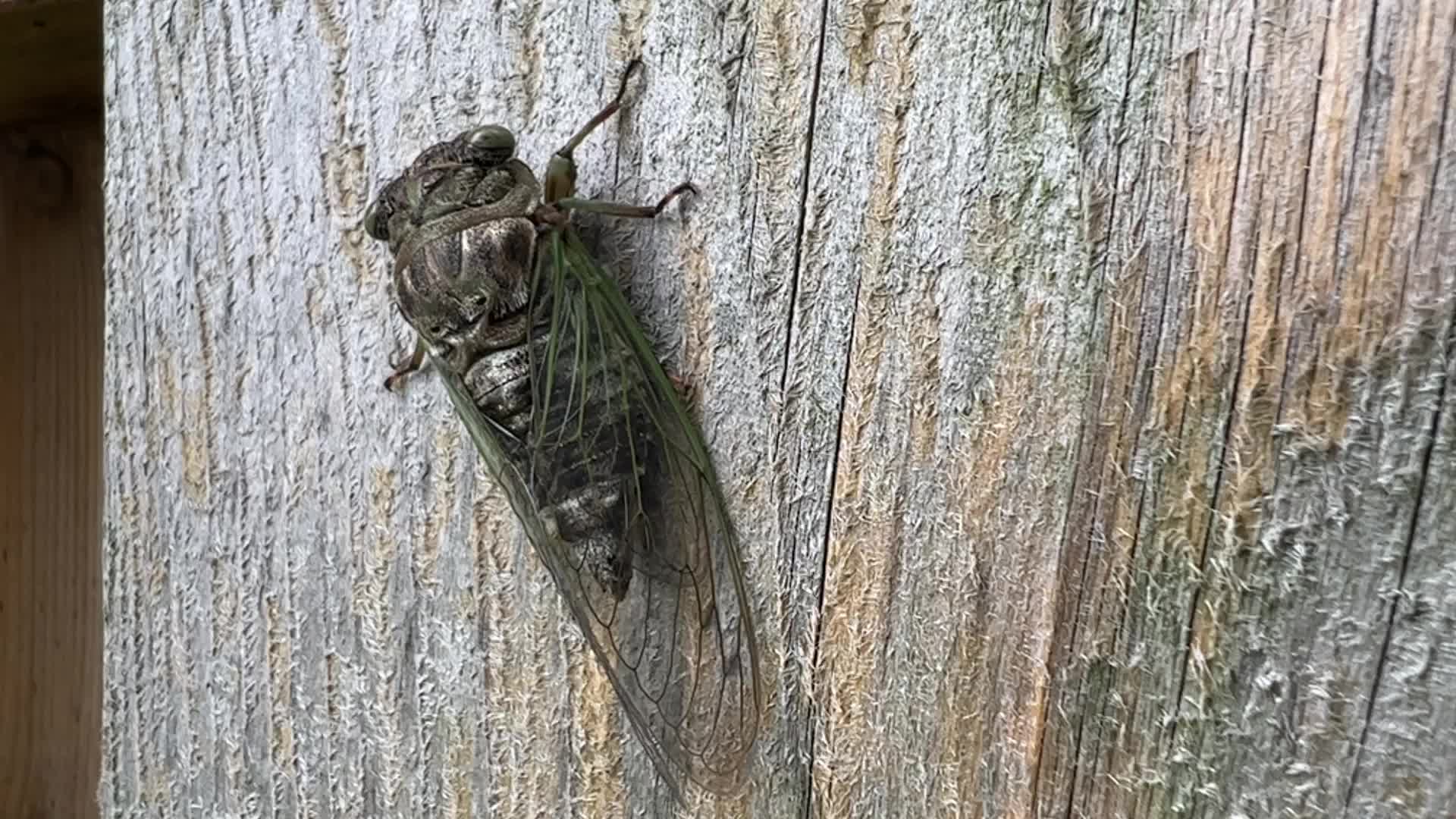 Dog-day cicada