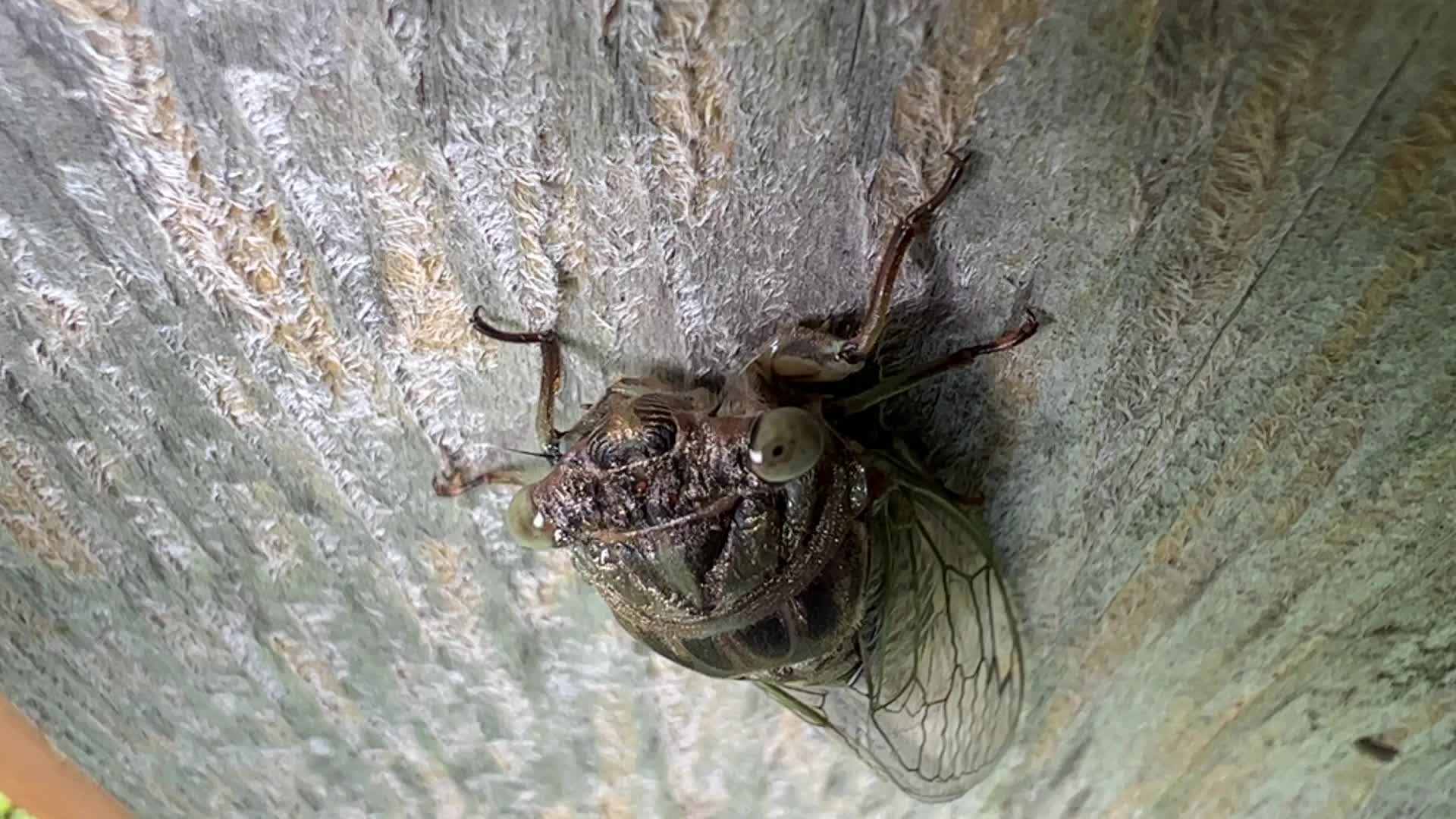 Dog-day cicada